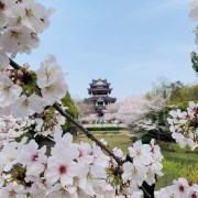 【省內(nèi)精品游】無(wú)錫黿頭渚賞櫻+蠡園+惠山古鎮(zhèn)二日游